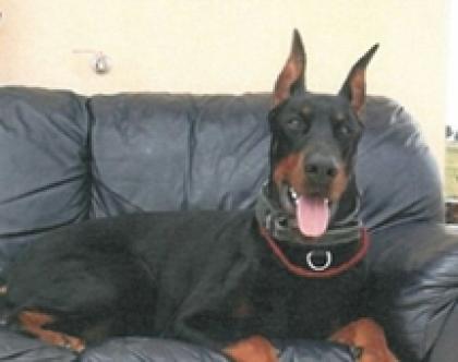 Quel Cane Superstar E Mio In Tribunale Per Un Dobermann La Gazzetta Del Mezzogiorno