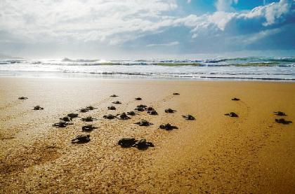 Le tartarughe adorano nidificare in Puglia: è la quarta regione in Italia -  La Gazzetta del Mezzogiorno