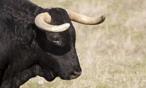 Toro Casimiro Cerca Casa Romina Power Prende A Cuore La Sorte Dell Animale E Lancia Un Appello La Gazzetta Del Mezzogiorno