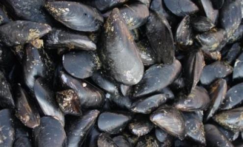 Wallpaper Taranto Al Via Il Piano Contro Le Cozze Straniere Nel Mar Piccolo For Android Free