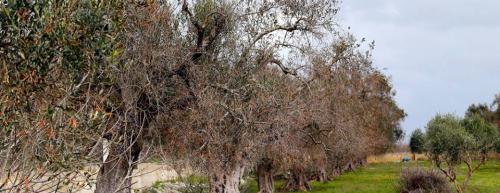 Fa causa a Regione e Arif dopo aver bloccato le analisi anti-Xylella, agricoltore di Castellana pagher&agrave; le spese
