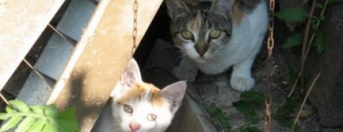 &laquo;Gattini avvelenati&raquo;, scatta l&rsquo;allarme nel Leccese: avviati gli accertamenti a Martano