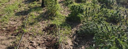 Apani, maxi-piantagione di marijuana nascosta nel giardino: arrestata una coppia di ultracinquantenni