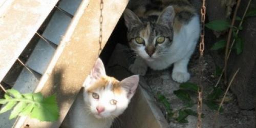 &laquo;Gattini avvelenati&raquo;, scatta l&rsquo;allarme nel Leccese: avviati gli accertamenti a Martano