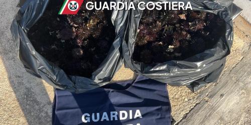 Nardò, sub sorpreso con 350 ricci di mare: multa da 2mila euro