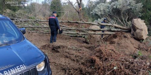 Estirpavano alberi alti 10 metri in Calabria per piantarli nelle ville del Salento: i forestali scoprono un cantiere abusivo