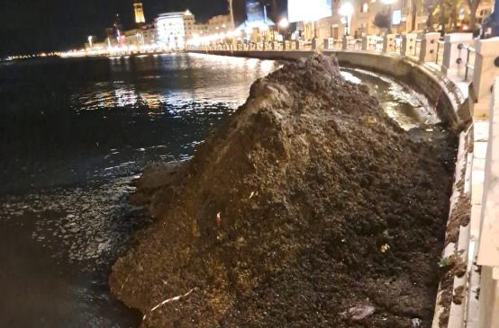 Bari, sul molo San Nicola si rimuove la posidonia accumulata: &laquo;La sua presenza &egrave; indice di buona salute delle acque&raquo;