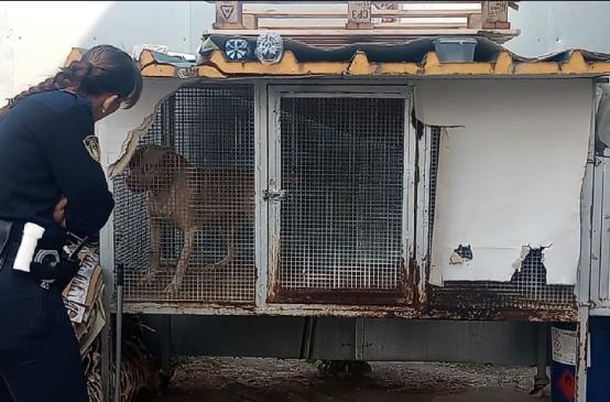 Barletta, dieci pitbull sequestrati e incatenati: denunciato un 26enne con l&rsquo;accusa di maltrattamento animali