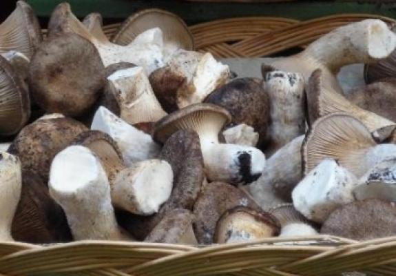 Il &laquo;re&raquo; dei funghi esaltato dalle erbe spontanee