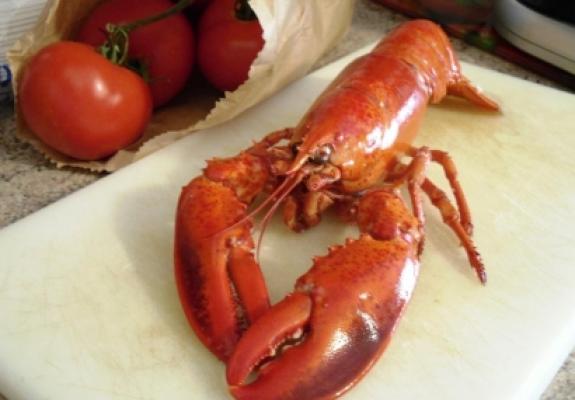 &laquo;Starlight&raquo; il trionfo dastice e vellutata