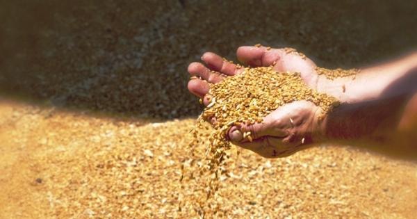 Foggia Il Grano Duro Di Alta Qualita Ma Allarmano Le Rese Basse La Gazzetta Del Mezzogiorno