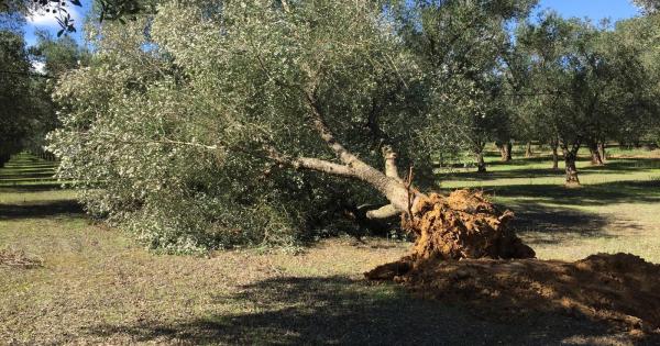 studio sulla xylella variante toscana non uccide gli ulivi ma ceppo pugliese e aggressivo la gazzetta del mezzogiorno