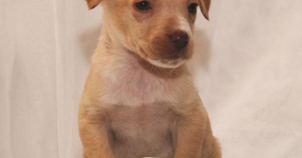 Cuccioli Natale Immagini.A Natale Non Regalate Cuccioli Adottate Consapevolmente La Gazzetta Del Mezzogiorno