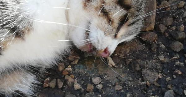 Putignano Strage Di Gatti E Caccia A Un Seminatore Di Polpette Avvelenate La Gazzetta Del Mezzogiorno