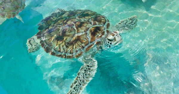 tartaruga in difficolta perde uova in mare visitata nel centro di manfredonia la gazzetta del mezzogiorno