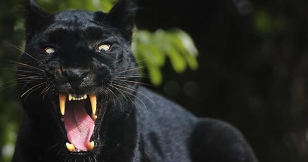 Castellana Grotte Pantera Avvistata Nelle Campagne Sindaco Invita Alla Prudenza La Gazzetta Del Mezzogiorno