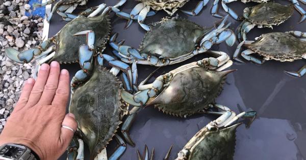 Dopo L Alga Tossica Altra Grana Per I Pescatori Baresi Arriva L Incubo Dei Granchi Blu La Gazzetta Del Mezzogiorno