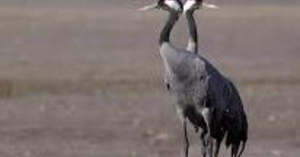 Oltre Mille Esemplari Di Gru Cenerina Avvistati A Taranto La Gazzetta Del Mezzogiorno