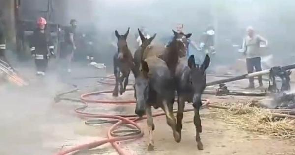 Nardò, fiamme in un'azienda zootecnica: è strage di cavalli - La Gazzetta  del Mezzogiorno