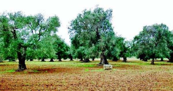 il batteriologo scortichini con rame e zinco ulivi salvi la gazzetta del mezzogiorno