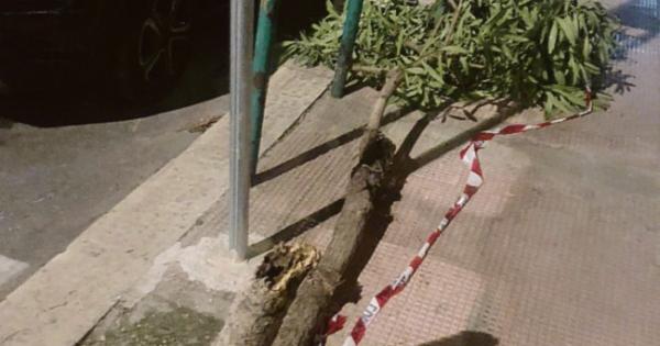 Bari, albero divelto di fronte all’ex Palace; simbolo di un inesorabile