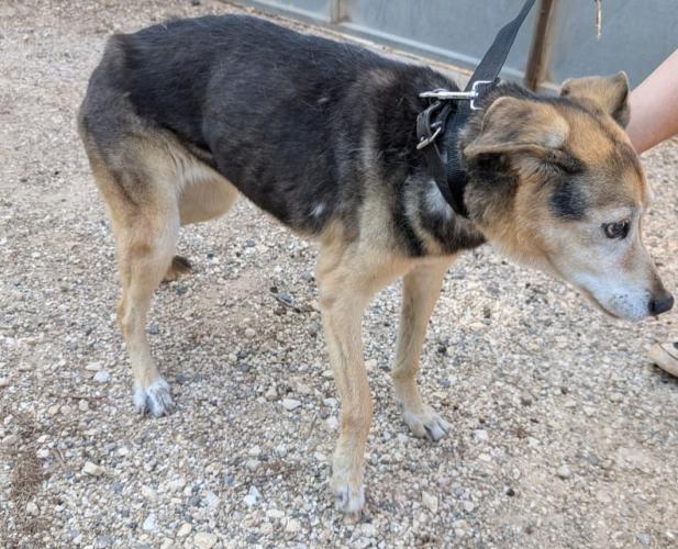 Tricase, cangnolona anziana scivola in un tombino: salvata Tricase, cangnolona anziana scivola in un tombino: salvata