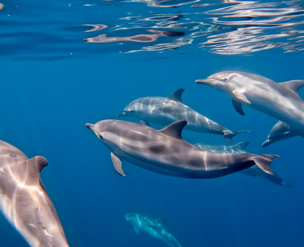 Taranto, ecco il primo rifugio marino per delfini: nasce «S. Paolo Dolphin Refuge»