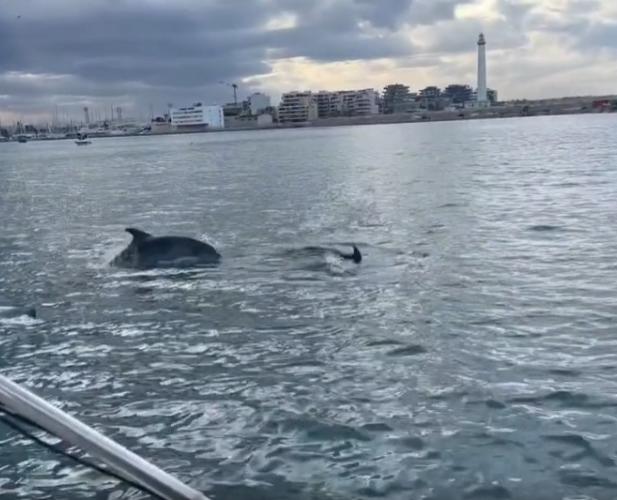 Spettacolo nel porto di Bari: branco di delfini osservato a caccia tra le banchine VIDEO