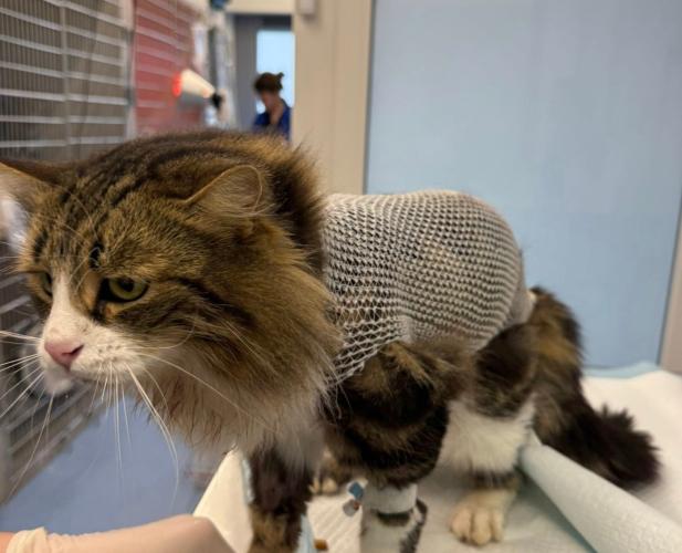 Spara con una pistola a piombini contro un gatto a Ostuni: il piccolo Dyson lotta tra la vita e la morte