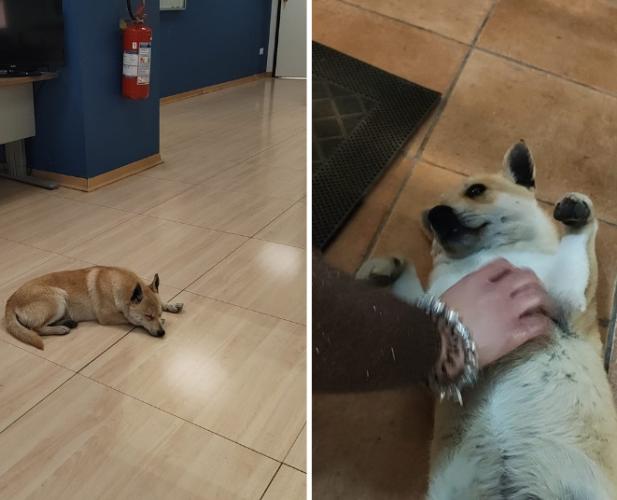 Andria, dal freddo della notte alla nuova casa: cucciolo randagio entra in Questura e viene adottato da un poliziotto