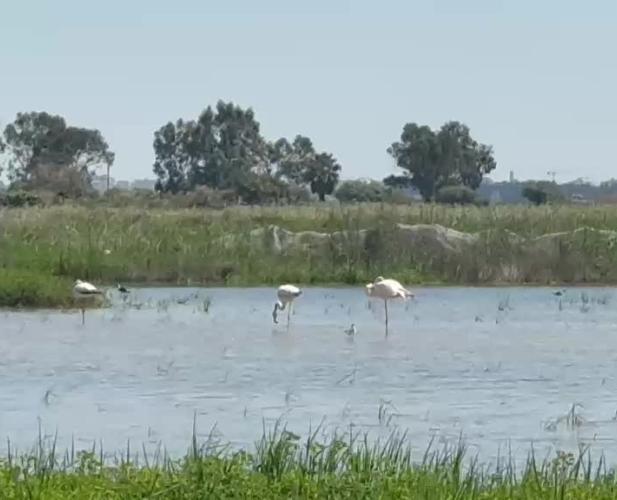 I fenicotteri sono tornati a Barletta: il video dalla piana dell'Ofanto