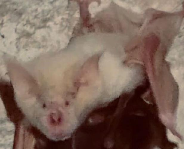 Pipistrello albino &laquo;star&raquo; del Salento: &egrave; il primo caso riscontrato in Italia VIDEO