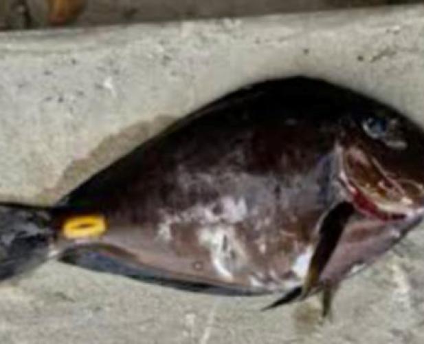 Il pesce con le &laquo;lamette&raquo; della Liberia arriva nel mare Adriatico: pu&ograve; causare ferite profonde agli umani