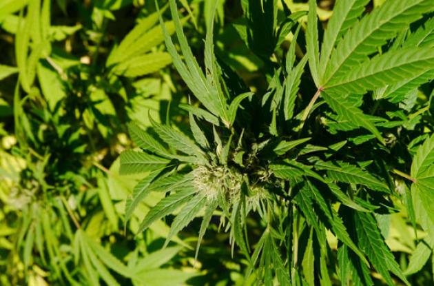 Il commento di Giuseppe L&rsquo;Abbate: &laquo;Infiorescenze di canapa, la Cassazione chiarisce: nessun vuoto normativo&raquo;