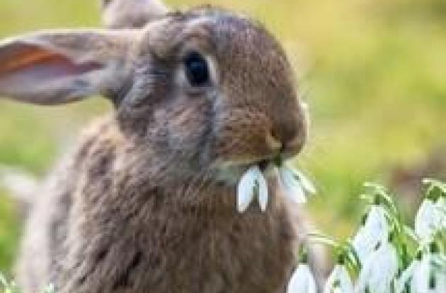 Come convivere con un coniglietto Come convivere con un coniglietto