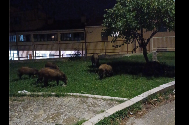 Basilicata, reti di protezione sulle strade contro l’invasione di cinghiali Basilicata, reti di protezione sulle strade contro l’invasione di cinghiali