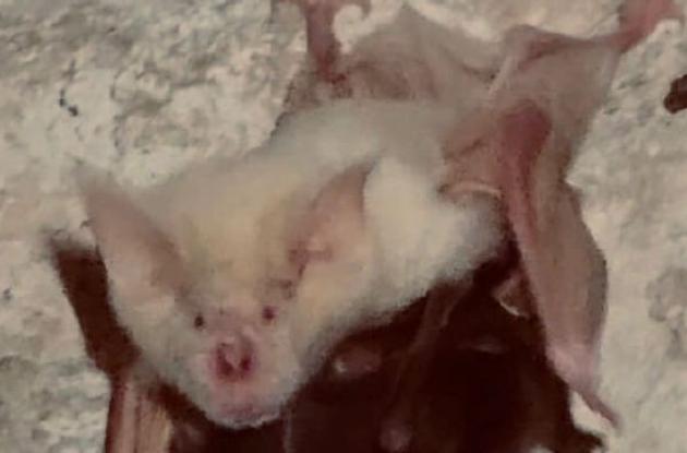 Pipistrello albino &laquo;star&raquo; del Salento: &egrave; il primo caso riscontrato in Italia VIDEO