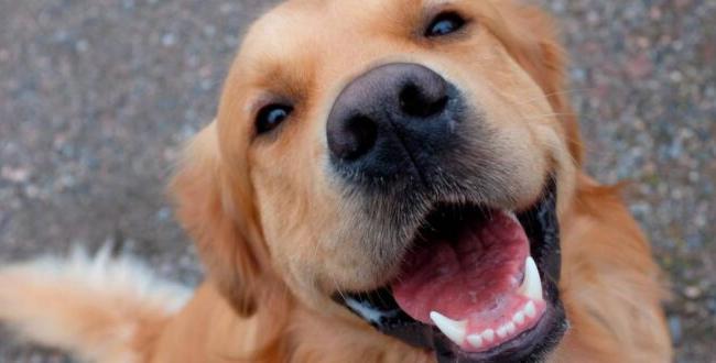 La tiroide del cane, controlli e sintomi