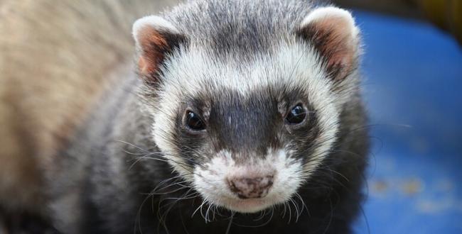 Un furetto per amico: «Pet» insolito e curioso