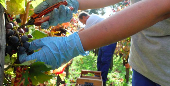 Progetto &ldquo;ReGeViP&rdquo;, quei vitigni custodi dell&rsquo;identit&agrave;