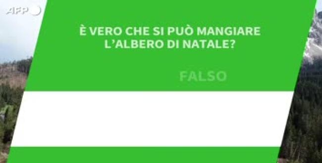 Ansa VERIFIED - E' vero che si puo' mangiare l'Albero di Natale?