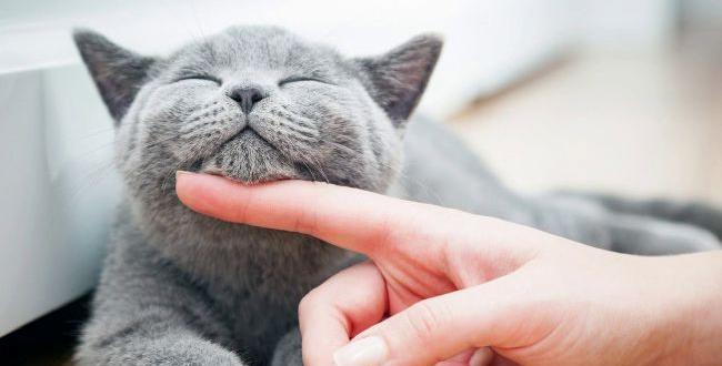 L’ipertiroidismo nei gatti adulti