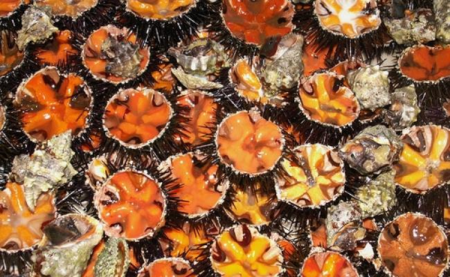 Pesca abusiva in Molise, pugliese bloccato con 200 kg di ricci di mare