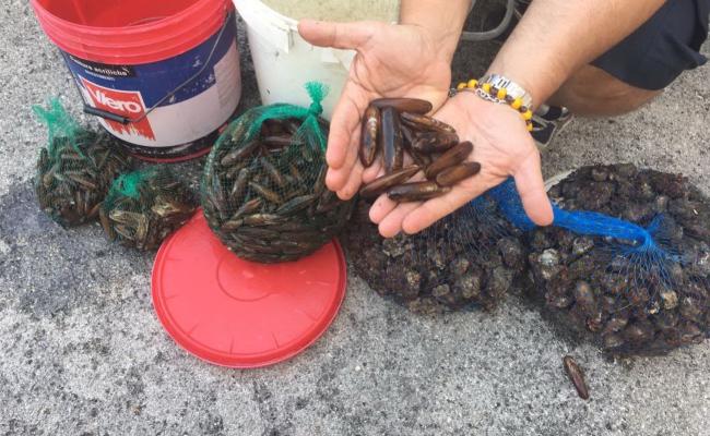 Molfetta, fondale marino devastato per la pesca dei datteri di mare: 25 persone in carcere, 10 ai domiciliari Coinvolti pure ristoratori TUTTI I NOMI
