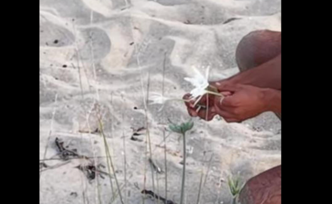 Porto Cesareo, turista calpesta le dune della Palude del Conte e strappa i gigli protetti: la denuncia di Legambiente