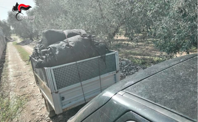 Modugno, due denunce per furto di olive: avevano già raccolto 53 quintali per il valore di 6mila euro