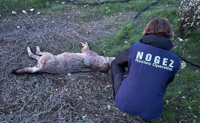 Nel Barese ritrovata una lupa uccisa a colpi di arma da fuoco. La rabbia sui social: «Che sport è uccidere?»