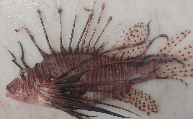 Allarme &laquo;specie alieni&raquo; nei mari del Salento: pescato il pesce scorpione a Ugento