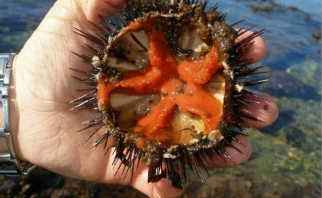 I ricci di mare scarseggiano in Puglia: sono pi&ugrave; preziosi dell&rsquo;oro. Il fermo biologico e le importazioni fanno volare i prezzi