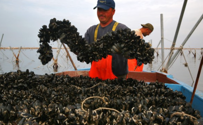 Dal mar Piccolo arrivano buone notizie: &laquo;Cozze non contaminate&raquo;